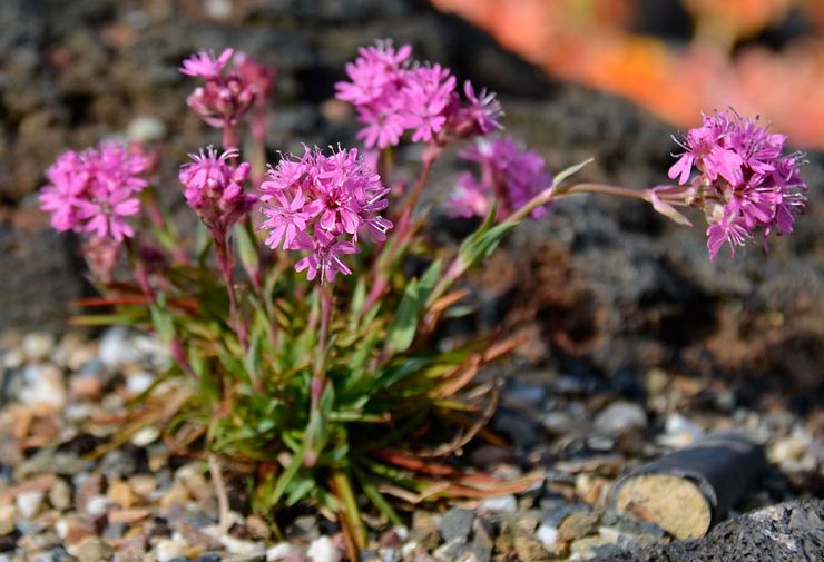 Lychnis alpine