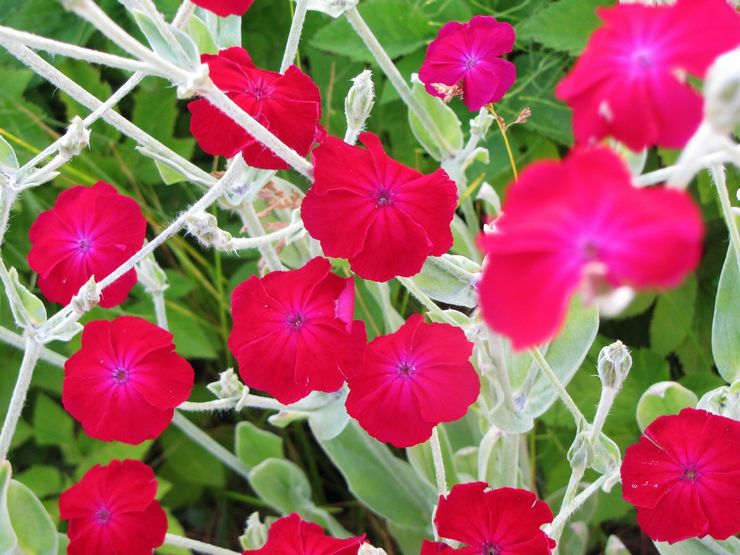 تاج Lychnis