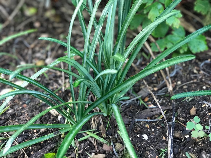 Plantning af lycoris i åbent terræn