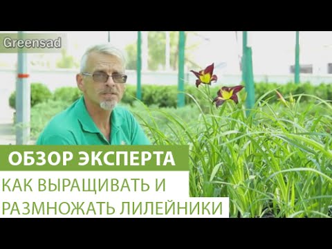Hvordan man dyrker og formerer daylilies