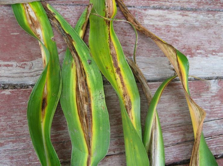 Daylily skadedyr og sygdomme