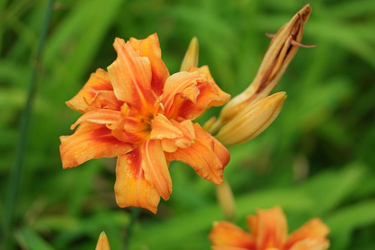 Πορτοκαλί Daylily