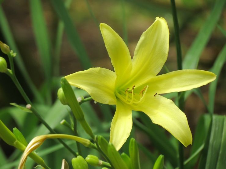 Daylily citrónová žltá