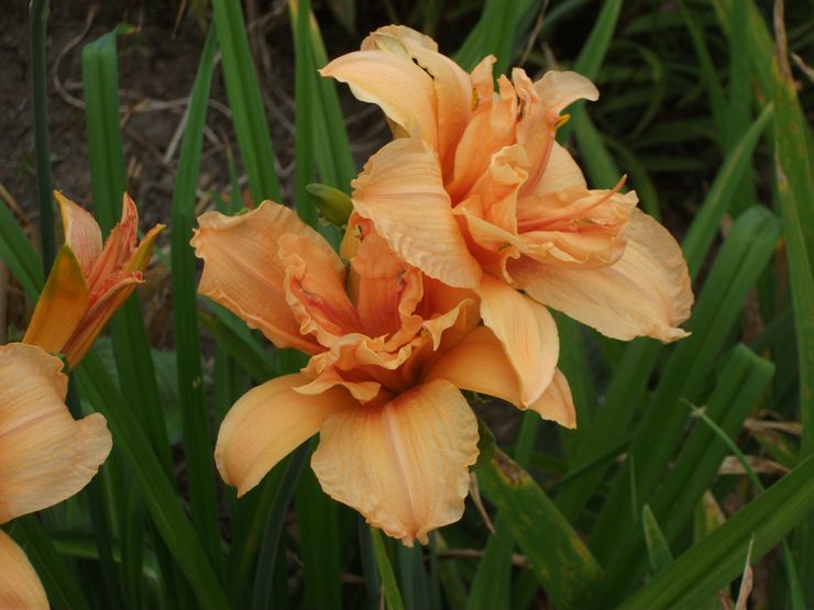 Daylily مزدوج الحلم