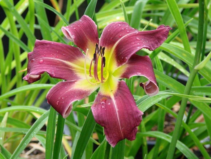 Daylilies pavúky (podobné pavúkom)