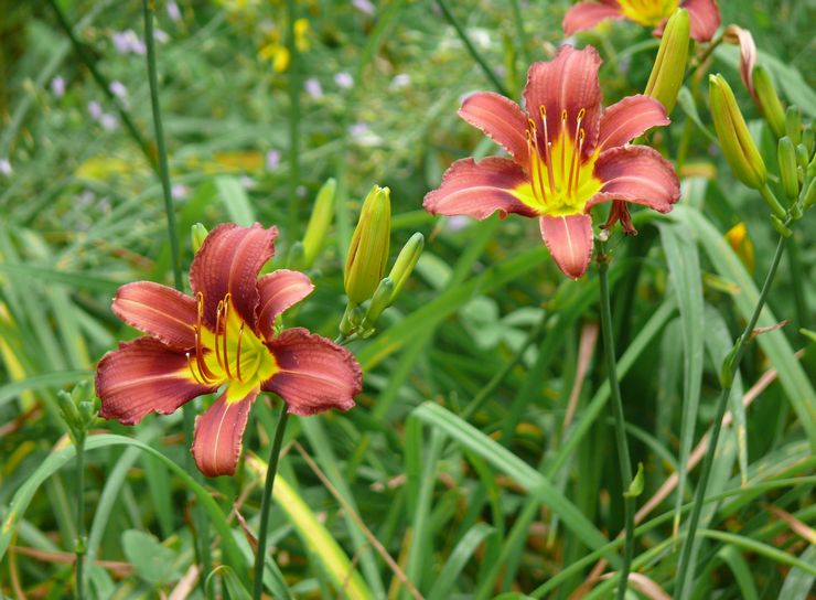 Daylily beskrivelse