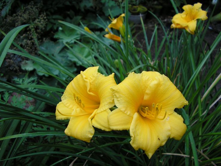 Daylily duftende