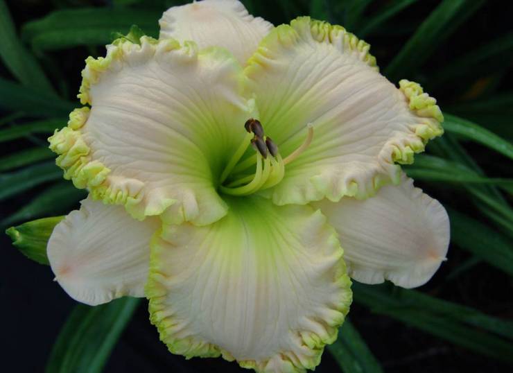 Daylily hvid