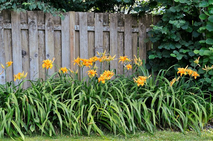 Daylily i landskabsdesign