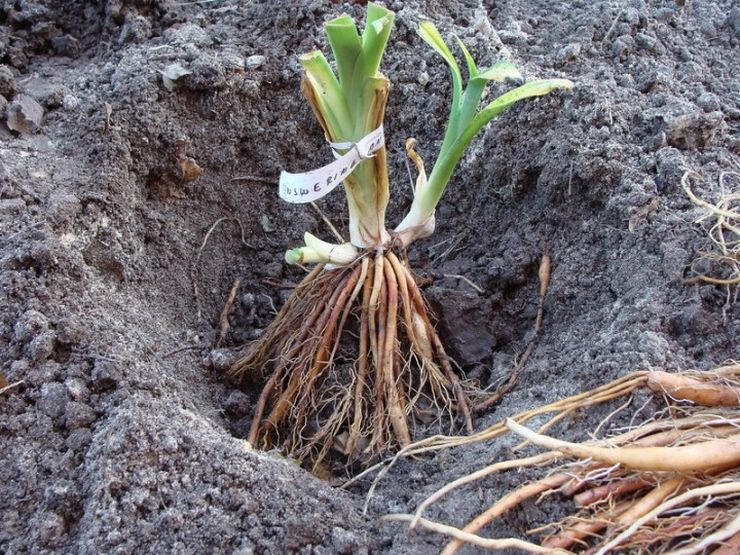 Plantning af en daylily i åbent terræn