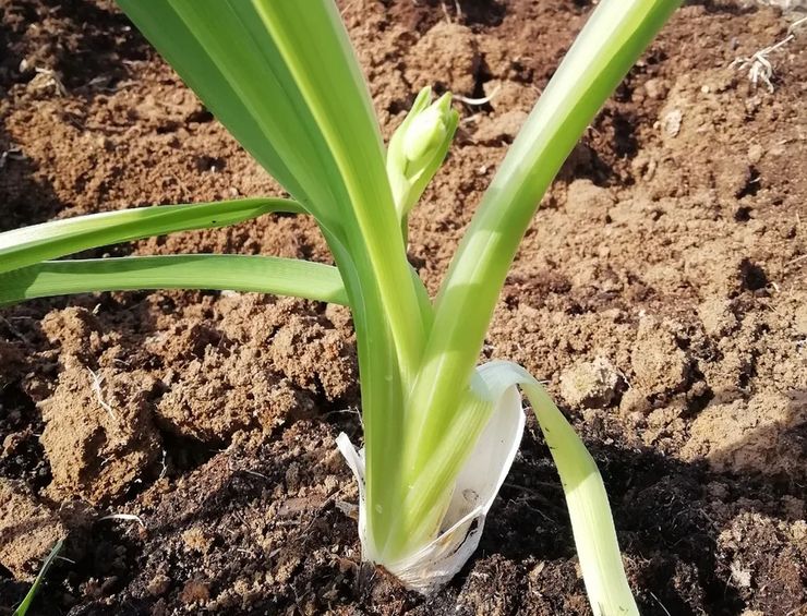 Det bedste sted at plante en daylily