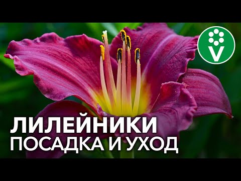 Τα Daylilies ΔΕΝ ΘΑ ΑΝΘΕΝΟΥΝ ΠΟΤΕ αν τα αναζωογονήσετε και τα φυτέψετε έτσι