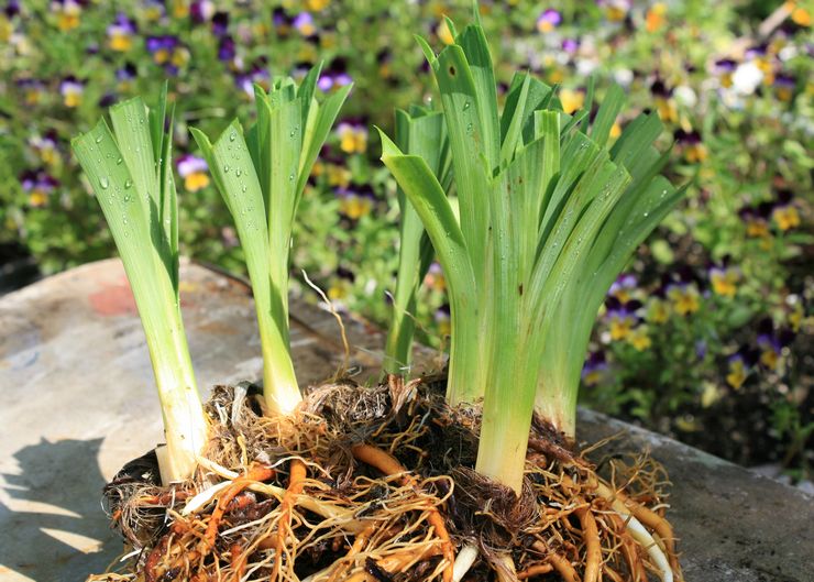 Daylily transplantation