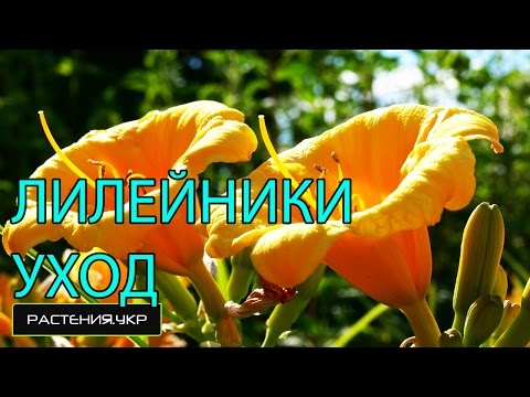 Λουλούδια κήπου. Φύτευση Daylilies και φροντίδα.