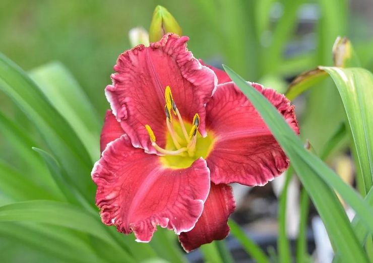 Daylily plante