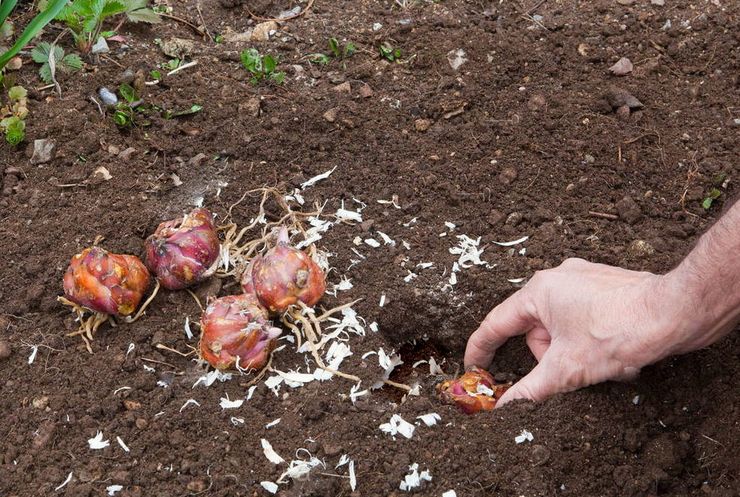 Plantning af liljer i åbent terræn