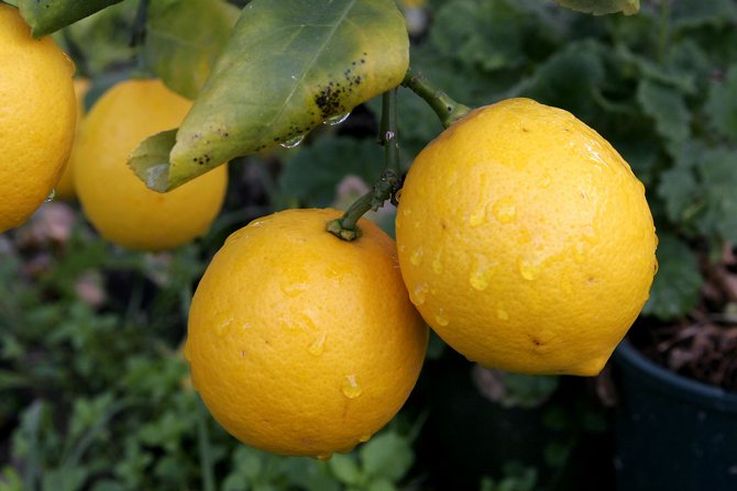 Populære sorter af citron