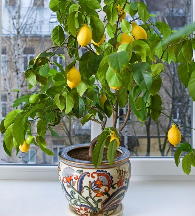 Dyrkning og pleje af citron derhjemme