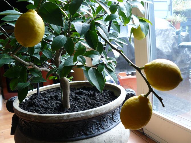 Citroner fodres meget oftere end noget andet stueplante