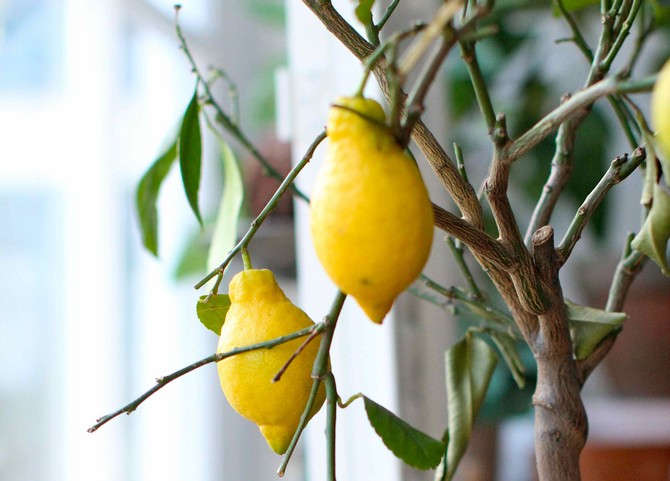 نصائح وخواص لتربية الليمون من ksotochka