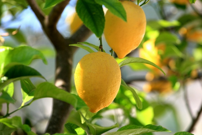 Izbový citrón. Starostlivosť o citróny. Semienkový citrón
