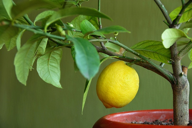 Frø citron