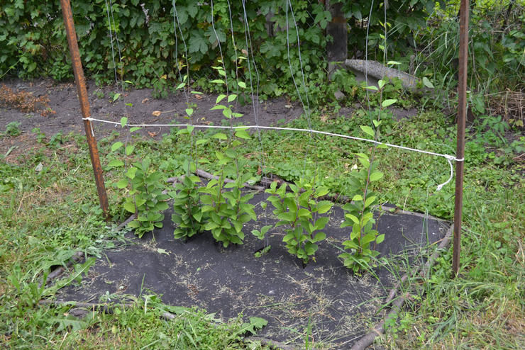 Plantning af citrongræs i åbent terræn