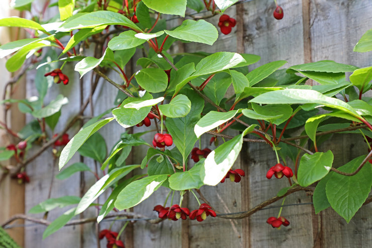 Schisandra chinensis - plantning og pleje i det åbne felt. Dyrkning af citrongræs, avlsmetoder. Beskrivelse, typer. Foto