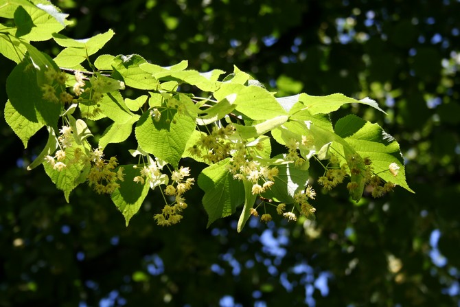 Linden blomstrer i juni og fylder rummet omkring det med en behagelig aroma
