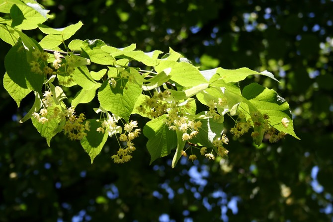 Η Linden ανθίζει τον Ιούνιο, γεμίζοντας το χώρο γύρω της με ένα ευχάριστο άρωμα