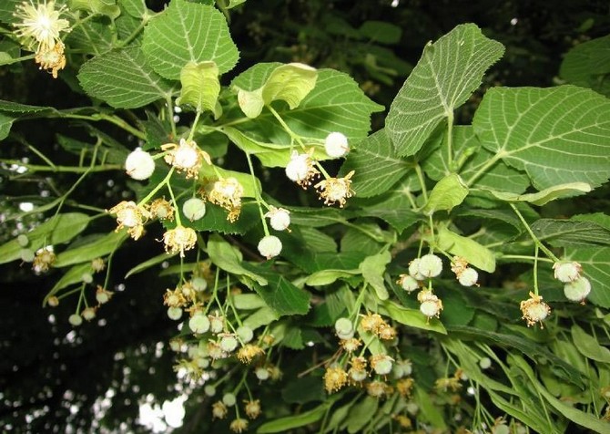 Blomster, sammen med ublæste knopper, høstes naturligvis i blomstringsperioden