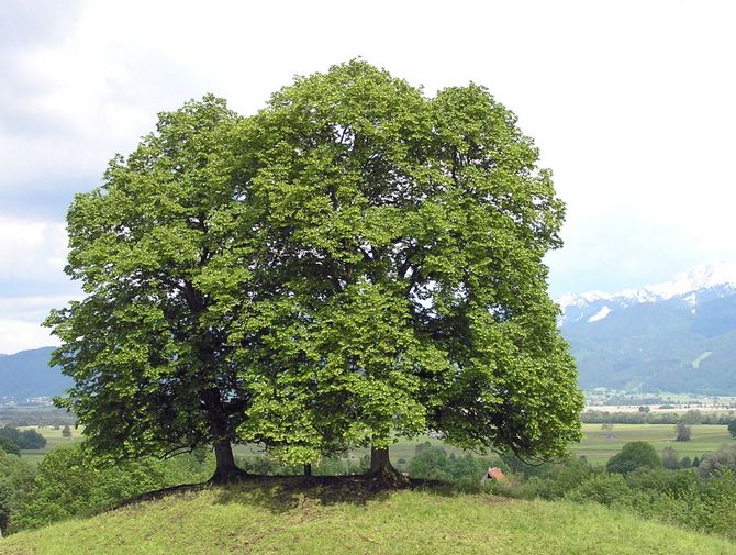 Sådan plantes og dyrkes europæisk lind korrekt med dine egne hænder