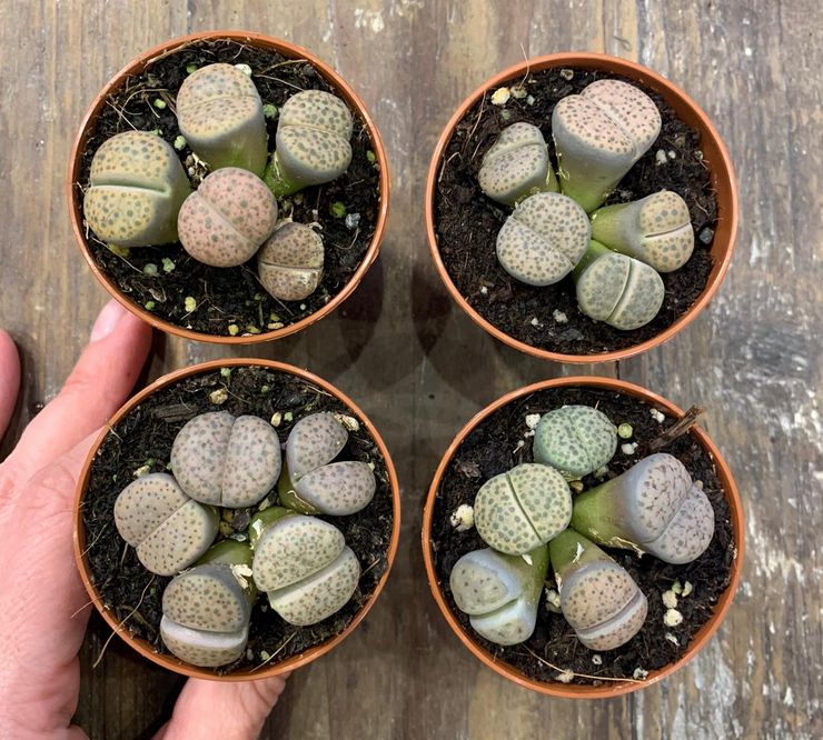 Transplantácia Lithops