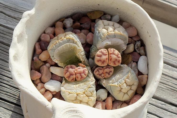 فصل الشتاء lithops