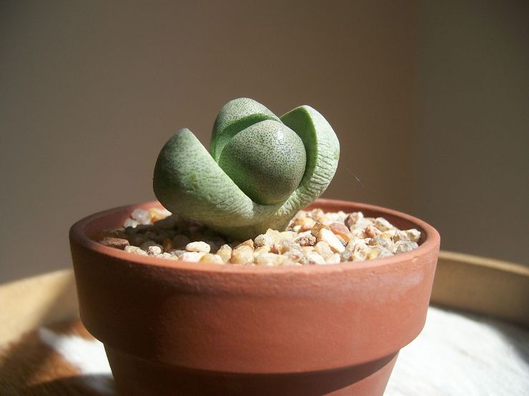 فترة الخمول في lithops