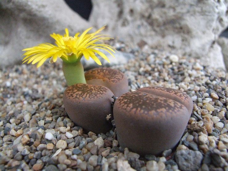 Lithops Aucamp