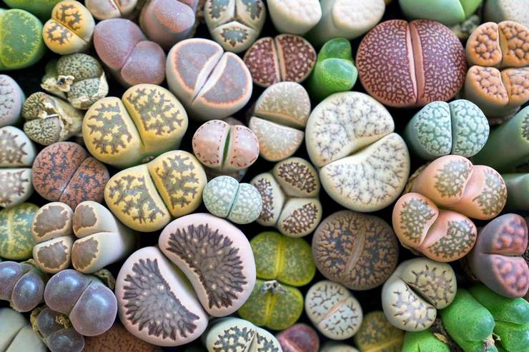 وصف lithops