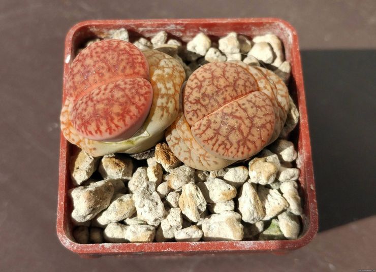 Lithops z Bromfieldu