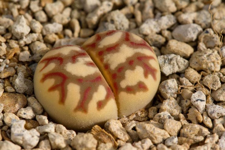 Lithops Dorothea