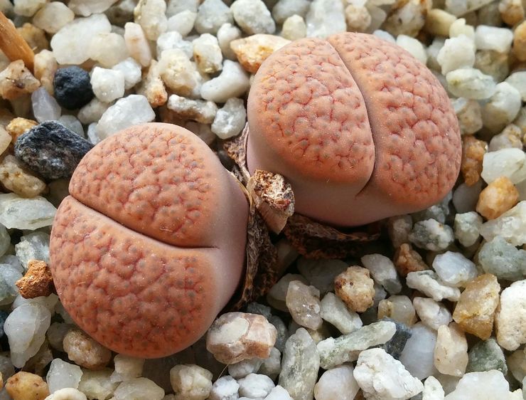 Lithops punapää