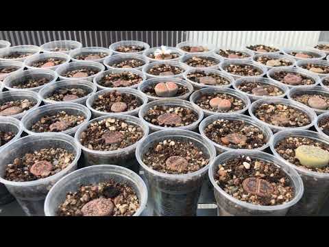 Lithops - elävä kivi - epätavallinen mehevä Georgy Aristovin kokoelmassa