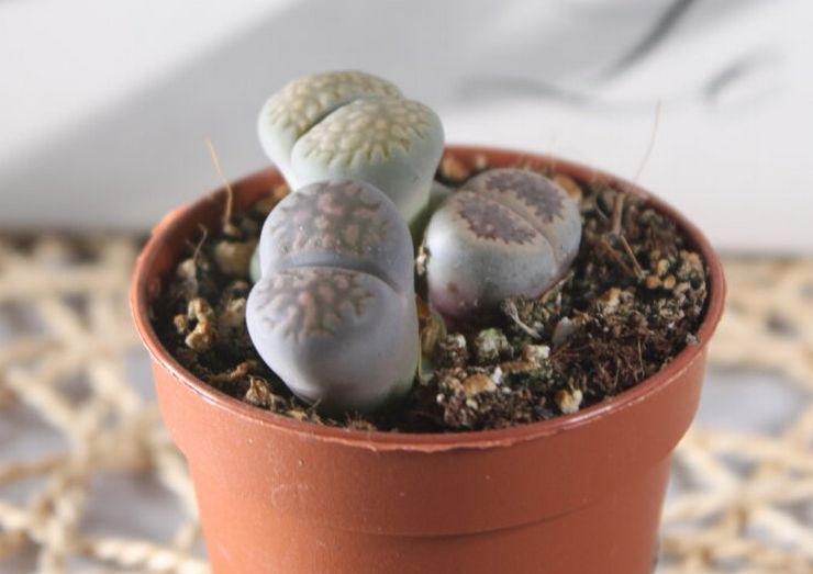 Lithops oston jälkeen