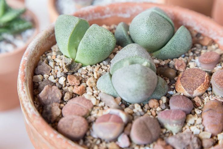 Rastúce lithops