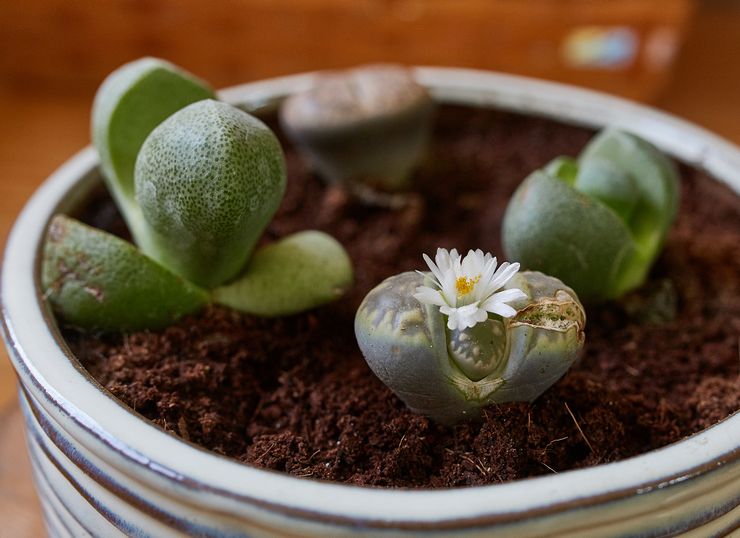 التربة لزراعة lithops