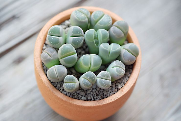 Lithops -kasvi