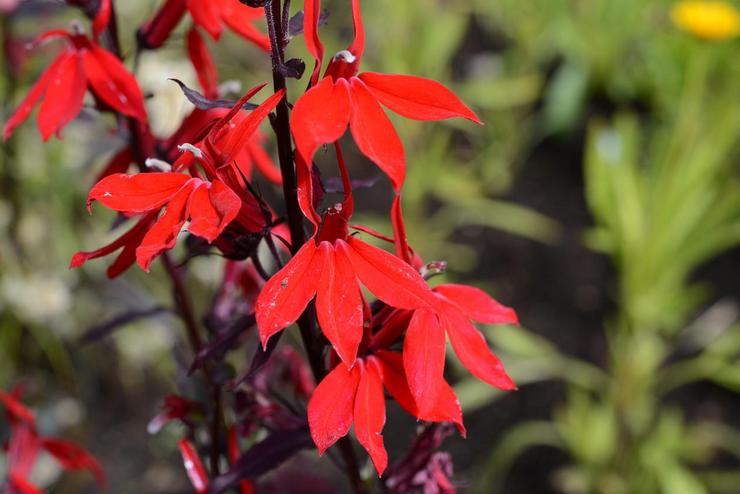 Lobelia όμορφη