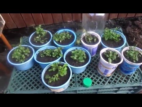 Vi planter lobelia -kimplanter i åben jord på et permanent sted