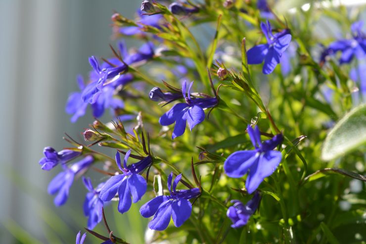 Φυτό Lobelia