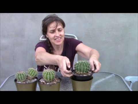 صبار Echinopsis ، المفضل لدى الناس! درس زراعة الصبار. جنس Echinopsis.