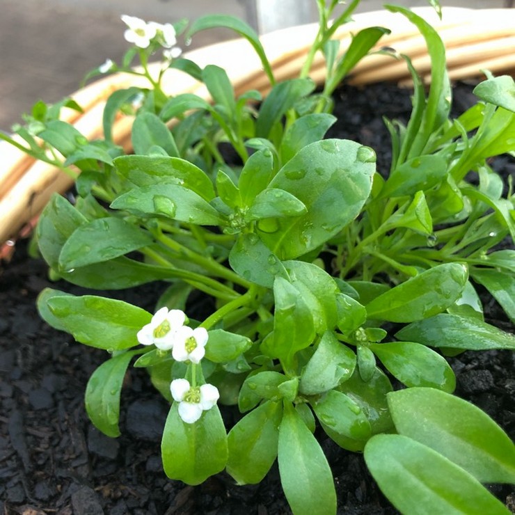 Plantning af lobularia i åbent terræn